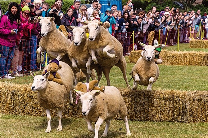 Doroczny Sheep Racing – wyścig owiec – odbywa się od niepamiętnych czasów tylko w jednym miejscu  na świecie.