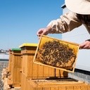 Pszczoły na dachu