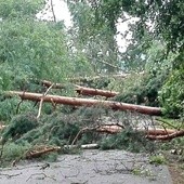 Na wielu drogach między Łodzią a Warszawą nadal zalegają powalone drzewa