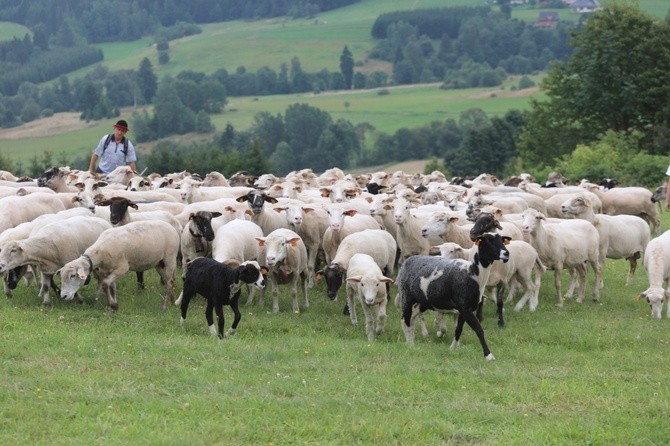 Karpacka watra na Złotym Groniu w Istebnej