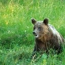 Niedźwiedź to jedyny przedstawiciel świata zwierząt, przed którym respekt  ma nawet żubr.  Człowieka unika,  chowa się przed nim w leśnej gęstwinie, ale sprowokowany, może zaatakować