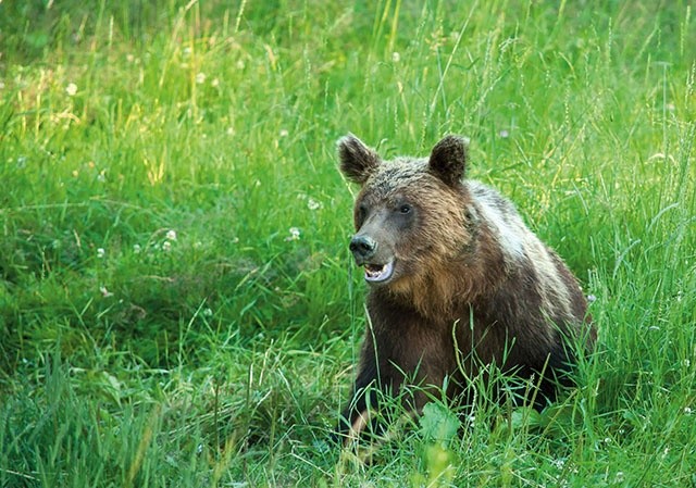 Niedźwiedź to jedyny przedstawiciel świata zwierząt, przed którym respekt  ma nawet żubr.  Człowieka unika,  chowa się przed nim w leśnej gęstwinie, ale sprowokowany, może zaatakować