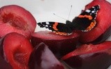 Pierwszy w Polsce ogród motyli