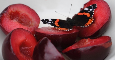 Pierwszy w Polsce ogród motyli