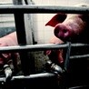 Świnia, która będzie dawcą organów dla człowieka, musi być odpowiednio zmodyfikowana.