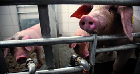Świnia, która będzie dawcą organów dla człowieka, musi być odpowiednio zmodyfikowana.