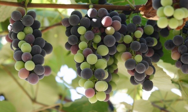 Wszystko dla wszystkich. Wideokomentarz