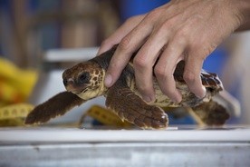 Żółw Karetta w czasie ważenia.