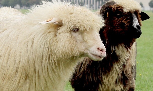 Sprawiedliwość i przewrotność. Wideokomentarz