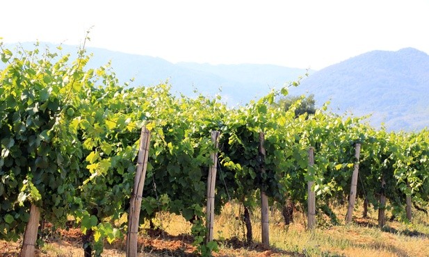 Winnicą Pana jest Kościół