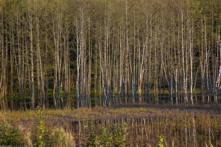 Zapad 2017, po naszemu