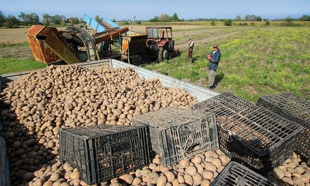 Ziemia, którą uprawiają mieszkańcy wsi Basin, jest urodzajna. Propozycja budowy ogromnego lotniska w tej okolicy im się nie podoba.
