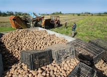 Ziemia, którą uprawiają mieszkańcy wsi Basin, jest urodzajna. Propozycja budowy ogromnego lotniska w tej okolicy im się nie podoba.