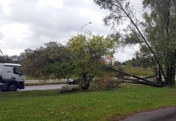 Połamane drzewa na ul. Wierzbickiej w Radomiu