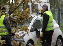 W Skierniewicach upadający kasztan zniszczył ogrodzenie i samochód