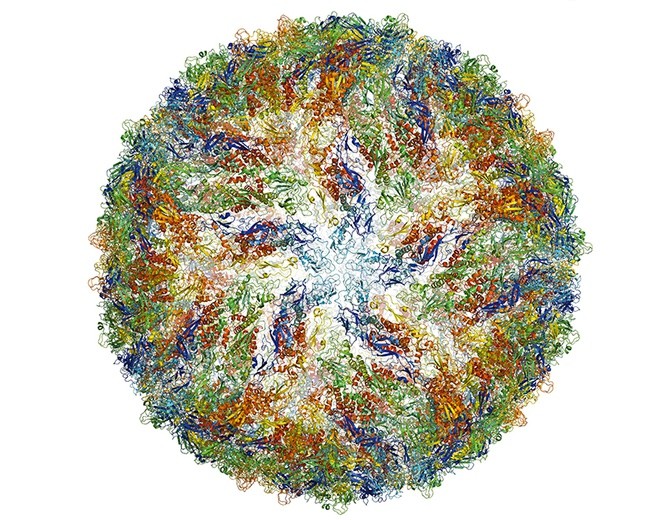 Obraz białka wykonany  metodą mikroskopii  krioelektronowej.