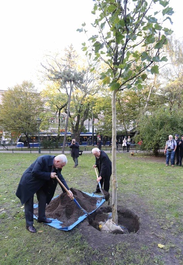 Platan upamiętniający Kościuszkę