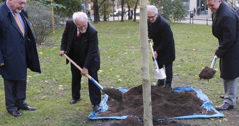 Platan upamiętniający Kościuszkę