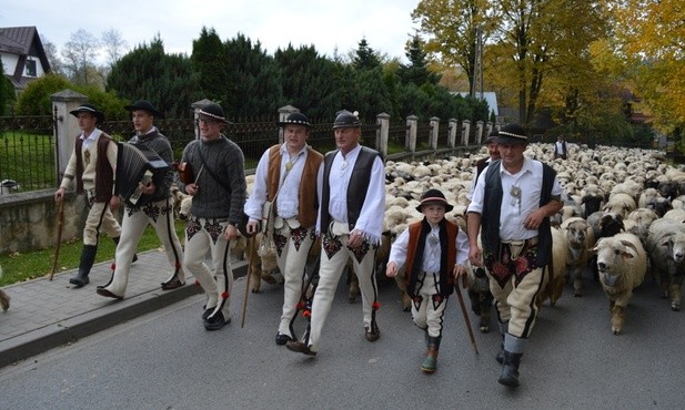 Owce schodzą z hal