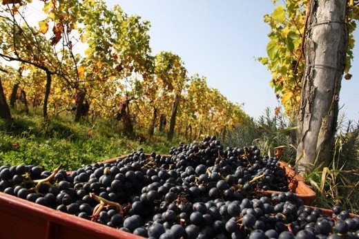 Winobranie na Winnicy Cantina