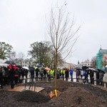 Nowy "Baobab" na placu Litewskim