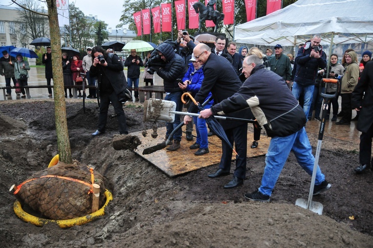 Nowy "Baobab" na placu Litewskim