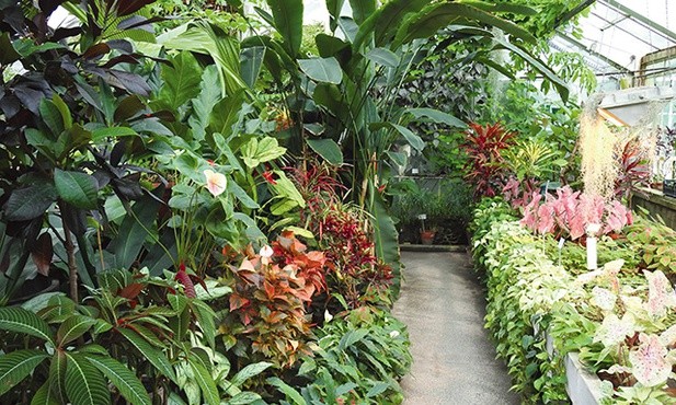 Swoje zbiory Warszewicz przekazał Ogrodowi Botanicznemu w Krakowie