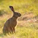 Zając ma wielu wrogów,  ale natura nie pozostawiła go bezbronnym.  Szare futro świetnie maskuje,  a umiejętność szybkiego biegania pozwala mu uciec  od wielu niebezpieczeństw