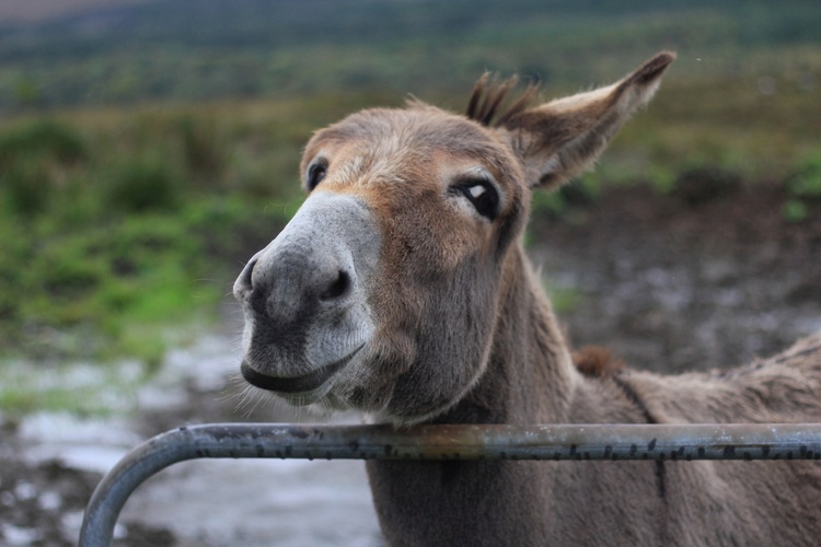 Connemara: tajemnice, cuda, radości