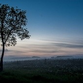 Kościół otwarty jako pochyłe drzewo