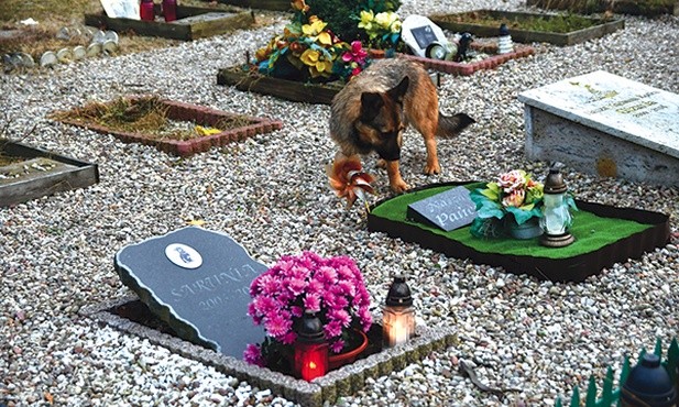 Cmentarz dla zwierząt w Pile. Podobne miejsce funkcjonuje także w Słupsku. Niektórzy zamiast słowa cmentarz używają nazwy  „grzebowisko”.