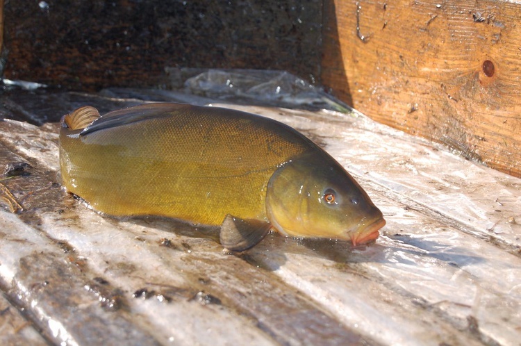 Karp nie tylko na święta