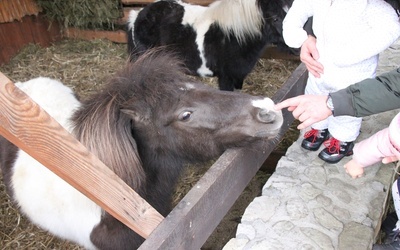 Betlejem z mieszkańcami zoo