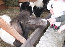 Betlejem z mieszkańcami zoo