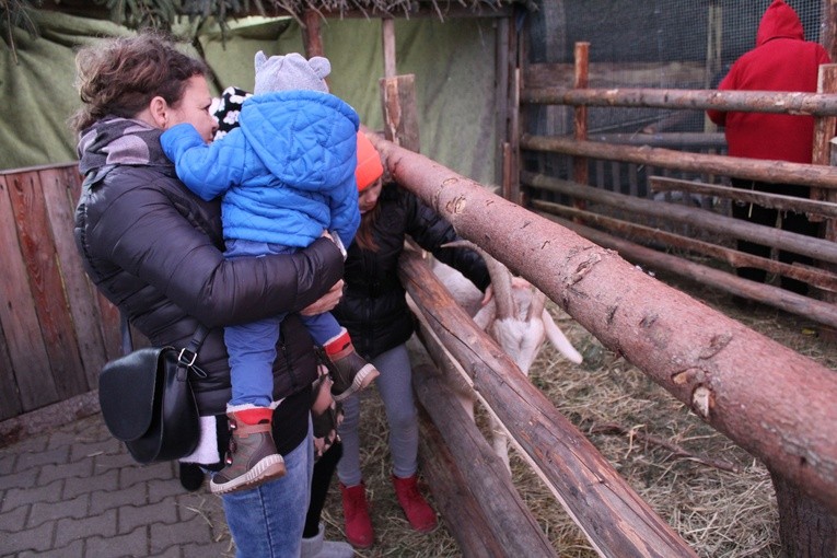 Szopka z żywymi zwierzętami w Starczowie