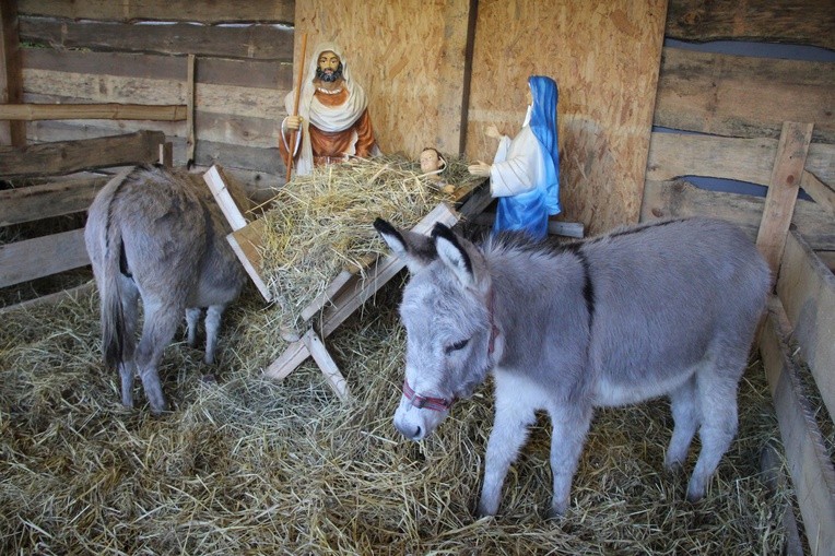 Żywa szopka w Błoniu