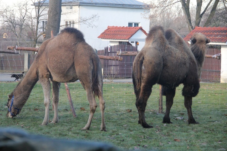 Żywa szopka w Błoniu