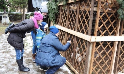 Para rozgęganych gęsi cieszy się sympatią małych i dużych