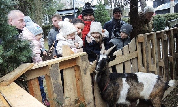 Koza Mikołaj chętnie pozuje i niczym kot łasi się do zwiedzających