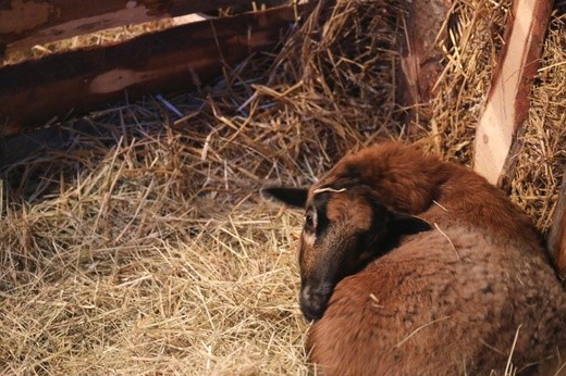 Żywa szopka w Mazańcowicach - 2017