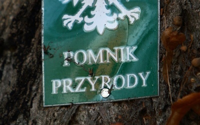 Odkryj swój pomnik przyrody 