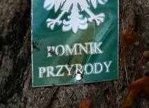 Odkryj swój pomnik przyrody 