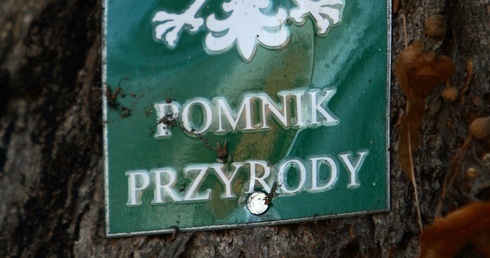 Odkryj swój pomnik przyrody 