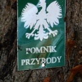 Odkryj swój pomnik przyrody 