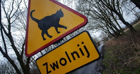 Uwaga... koty!