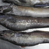 Nietypowe ryby wyrzucone na helski brzeg 