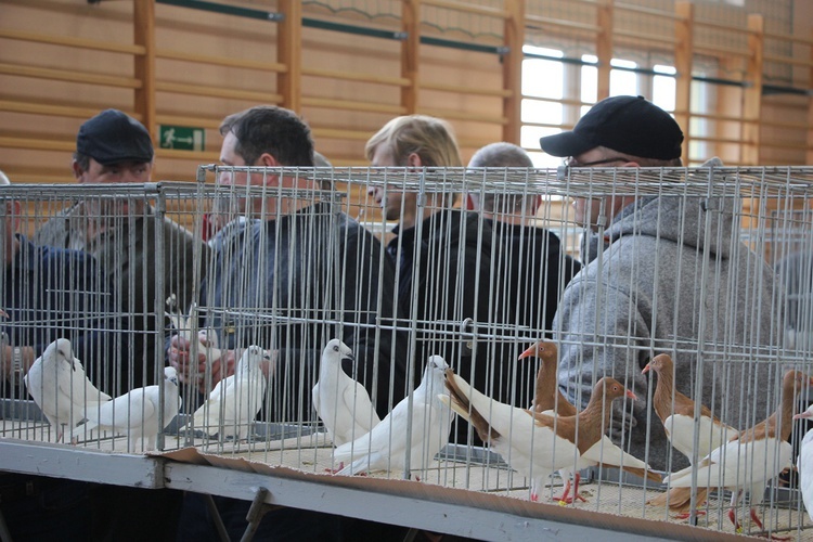 Wystawa gołębi rasowych w Kompinie