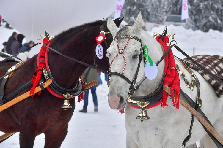 Góralskie wyścigi na śniegu