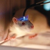 Wiązka lasera może diametralnie zmienić zachowanie zwierzęcia.