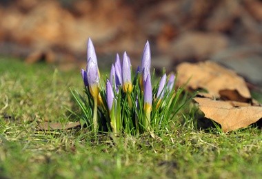 Wiosenne krokusy